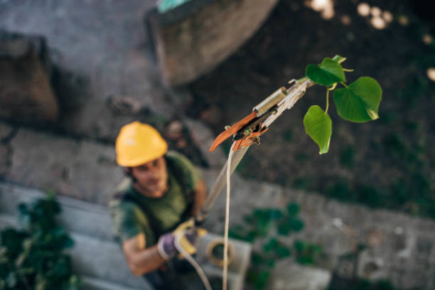 Best Tree Branch Trimming  in Lexington, WA